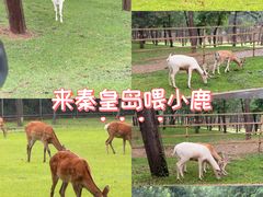 -秦皇岛野生动物园