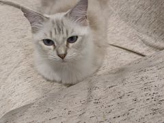 -藏猫猫咖啡主题馆(中央大道店)