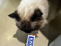 -藏猫猫咖啡主题馆(中央大道店)