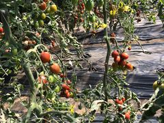 -杨柳青园艺科技博览园