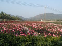 -亚龙湾国际玫瑰谷