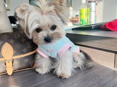 -读宠于你·约克夏比熊·睫角守宫·爬宠售卖(高新店)