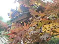 -灵隐飞来峰景区