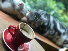 -咖法森林·咖啡  酒吧(天河店)