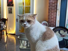 -猫小院猫主题餐厅(南锣旗舰店)