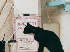-萌喵咖啡屋(人民东路4号口M16商铺店)