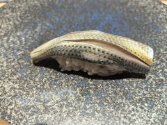 -镹·鱼料理  国产鱼使用店