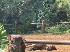 -海南热带野生动植物园