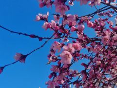 -桃花堤公园