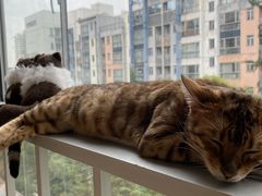 -李小姐の猫咖啡馆(五角场店)