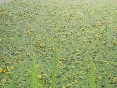 -西昌邛海湿地