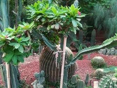 -北京呀路古热带植物园