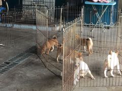 -柴犬高等学院·狗咖·柴犬售卖·宠物训练