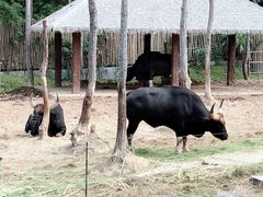 -清迈夜间动物园