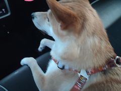 -FAELING PETS美天灵宠物(富力广场店)