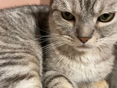 -猫儿山۰猫主题餐厅