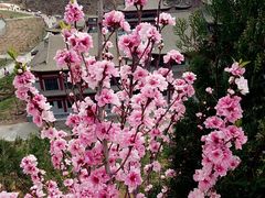 -仁寿山