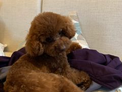 -PETKIT 小佩宠物·低压洗护·美容·寄养(安远店)