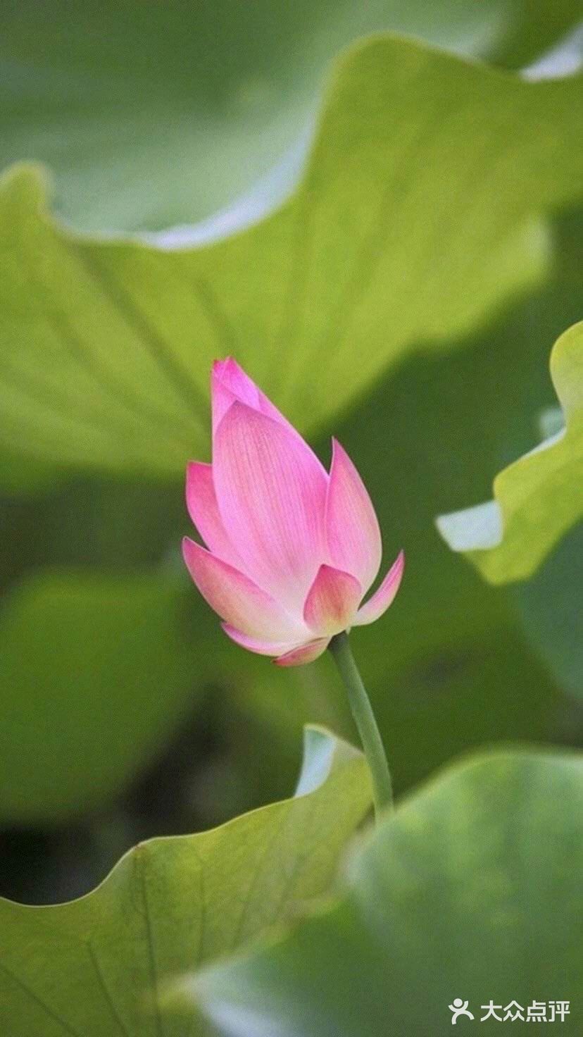 夏日国内十大赏荷花好去处