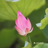 夏日国内十大赏荷花好去处