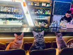 -Famous肥猫墨西哥音乐餐吧(五棵松华熙LIVE店)