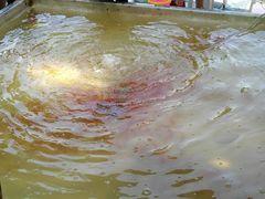 -白塘生态植物园