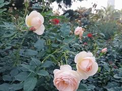 -人民公园(罗湖区)