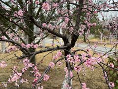 -济南国际园博园