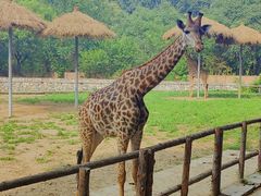 -北京野生动物园