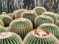 -深圳仙湖植物园
