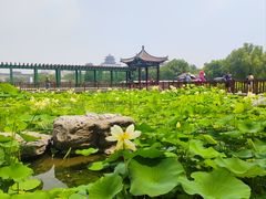 -莲花池公园
