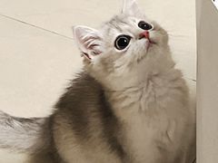 -东方名猫馆·英短金渐层布偶猫舍(环线广场1号楼店)