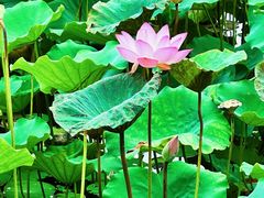 -荔湾湖公园