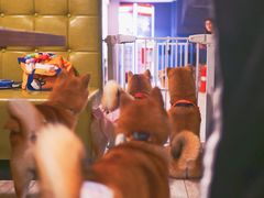 -百好乐宠物友好餐厅(朝外大街店)