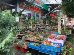 -曲阳花鸟市场(曲阳路店)