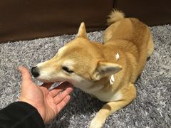 -柴务处·柴犬主题狗咖