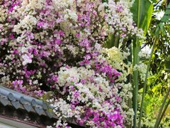 -深圳国际园林花卉博览园