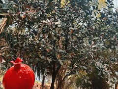 -瑞丽独树成林风景区