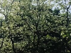 -南山植物园