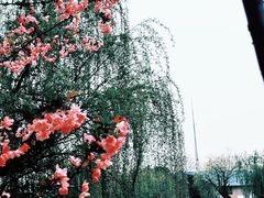 -高东镇樱花园