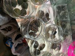 -万商花鸟市场