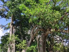 -瑞丽独树成林风景区