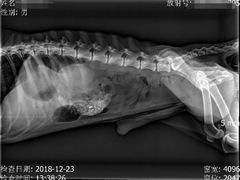 -瑞派福兴宠物医院犬猫全科·骨科·中西医结合(河东店)