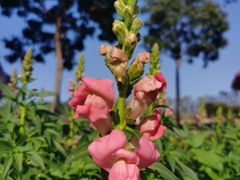 -天适樱花悠乐园