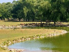 -北京麋鹿生态实验中心