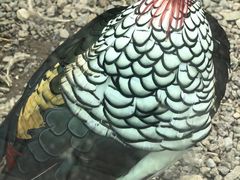 -青藏高原野生动物园