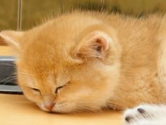 -帕帕拉兹宠物(亚洲旗舰店)