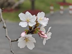 -顾村公园