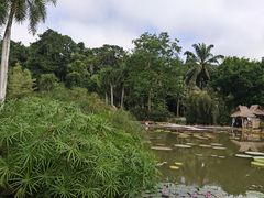 -西双版纳原始森林公园