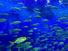 -上海海昌海洋公园